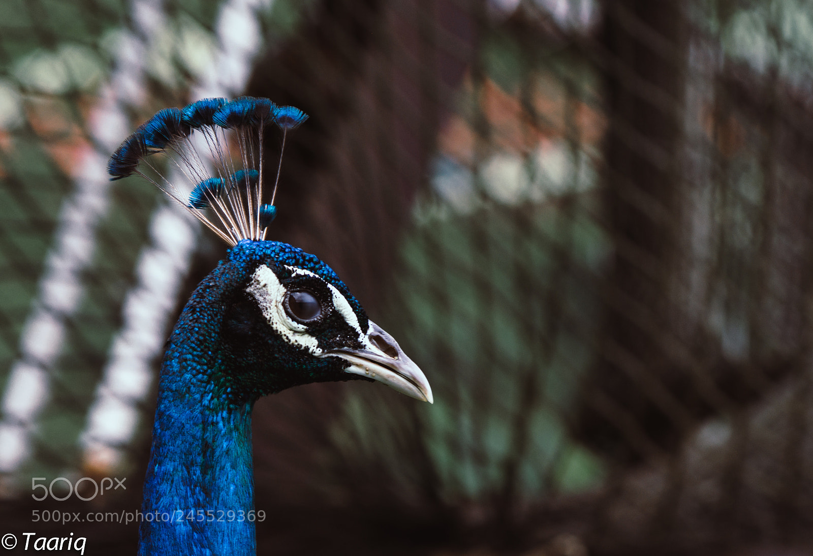 Nikon D610 sample photo. Peacock photography