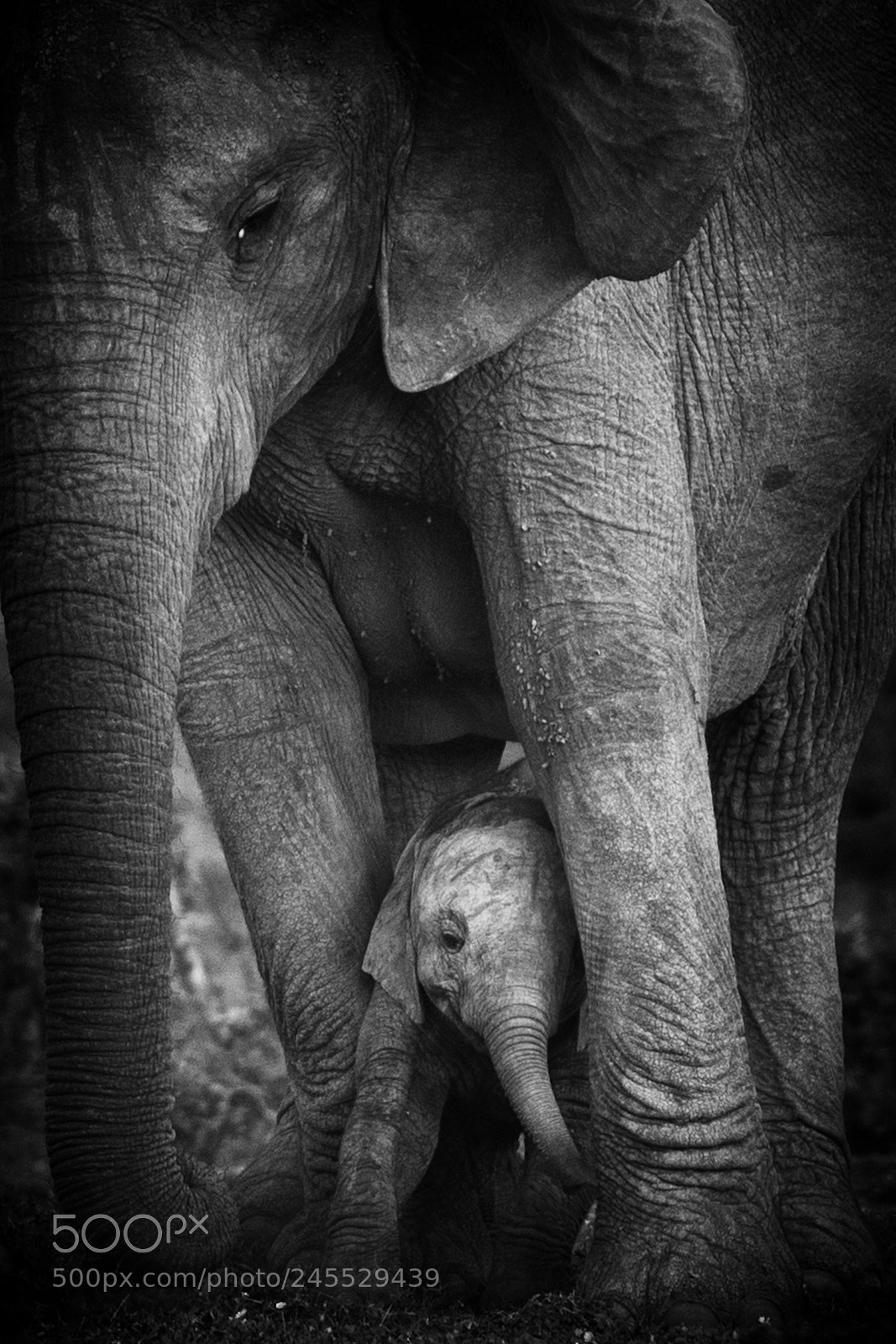 Canon EOS-1D Mark IV sample photo. Affection between mother elephant photography
