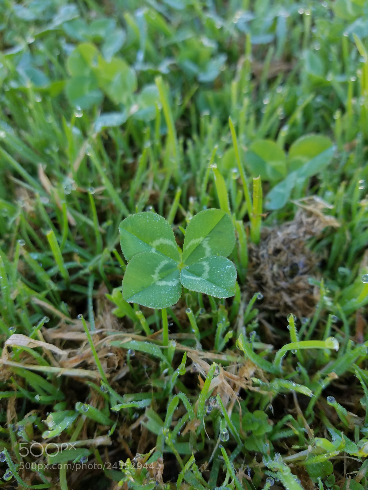 Samsung Galaxy S7 sample photo. Covered photography
