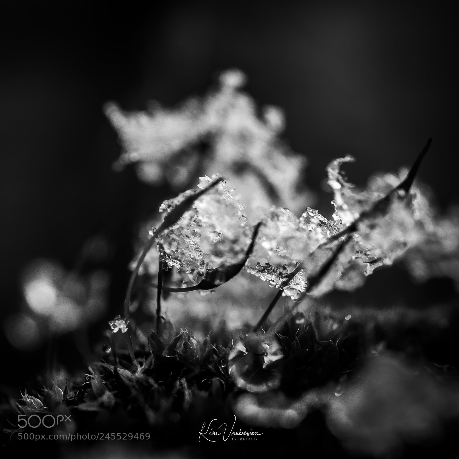 Canon EOS M5 sample photo. Moss & ice photography