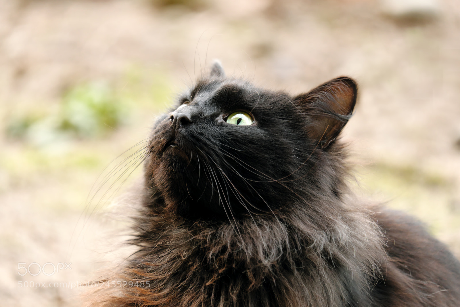 Fujifilm X-T20 sample photo. Black cat looking up photography