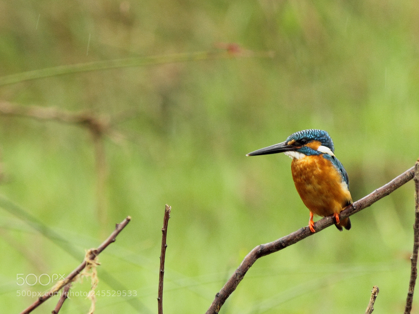 Canon EF-S 55-250mm F4-5.6 IS II sample photo. Kingfisher photography