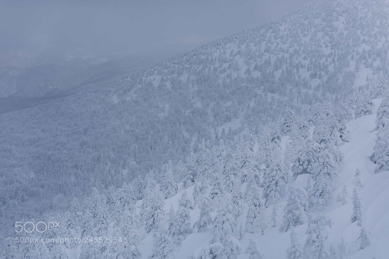Nikon D810 sample photo. White forest photography