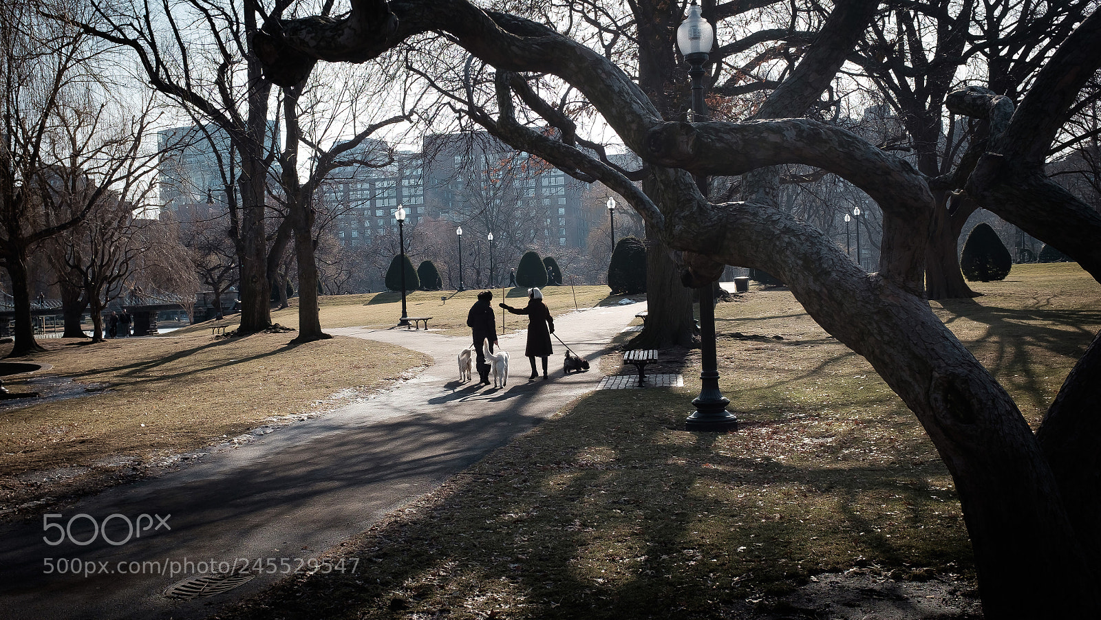 Fujifilm X100T sample photo. Stroll in the parrk photography