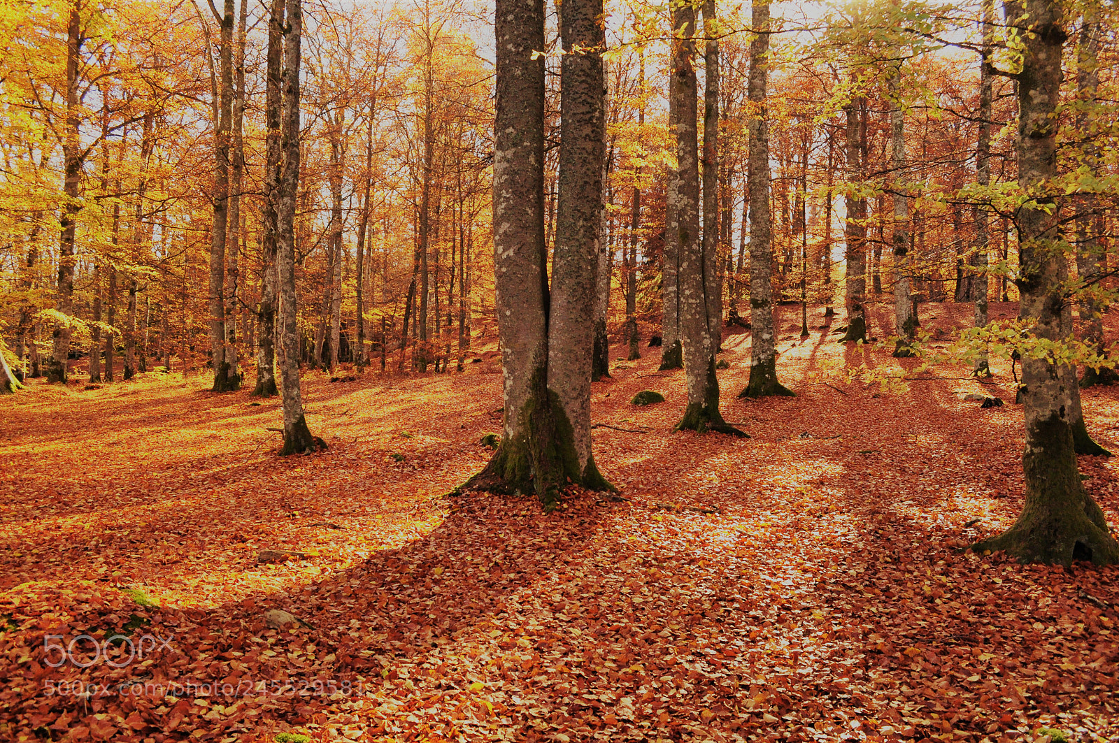 Nikon D5000 sample photo. Beech woods photography