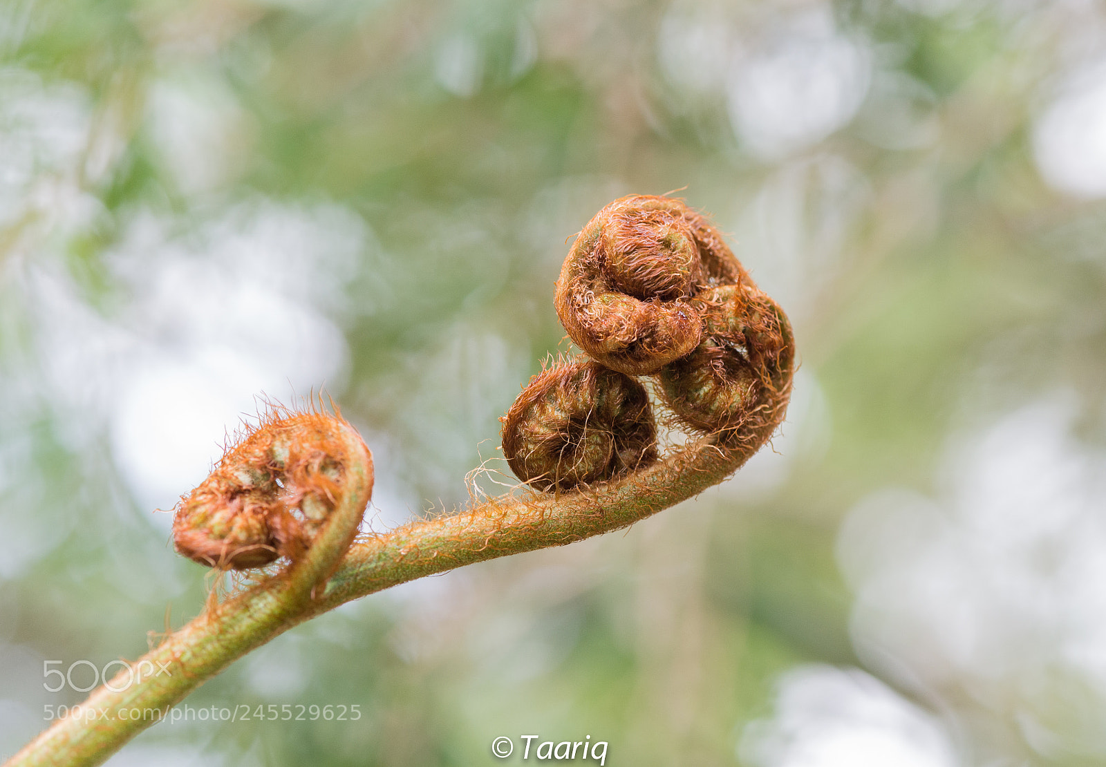 Nikon D610 sample photo. Ferm .. photography