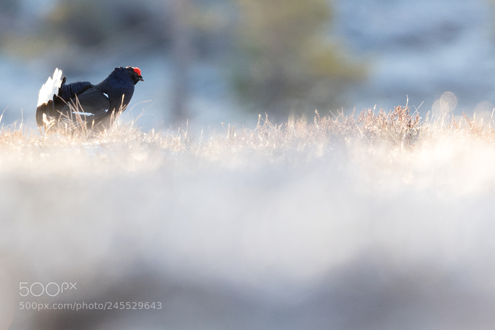 Canon EOS 7D Mark II sample photo. Black grouse photography