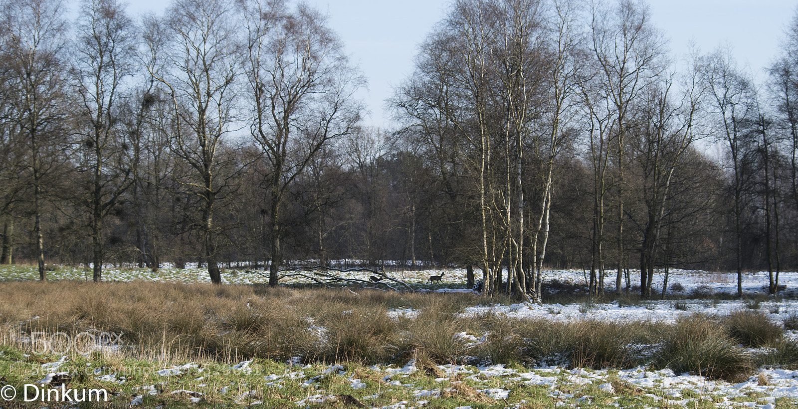 Pentax K-50 sample photo. Winterlandschaft mit rehe photography
