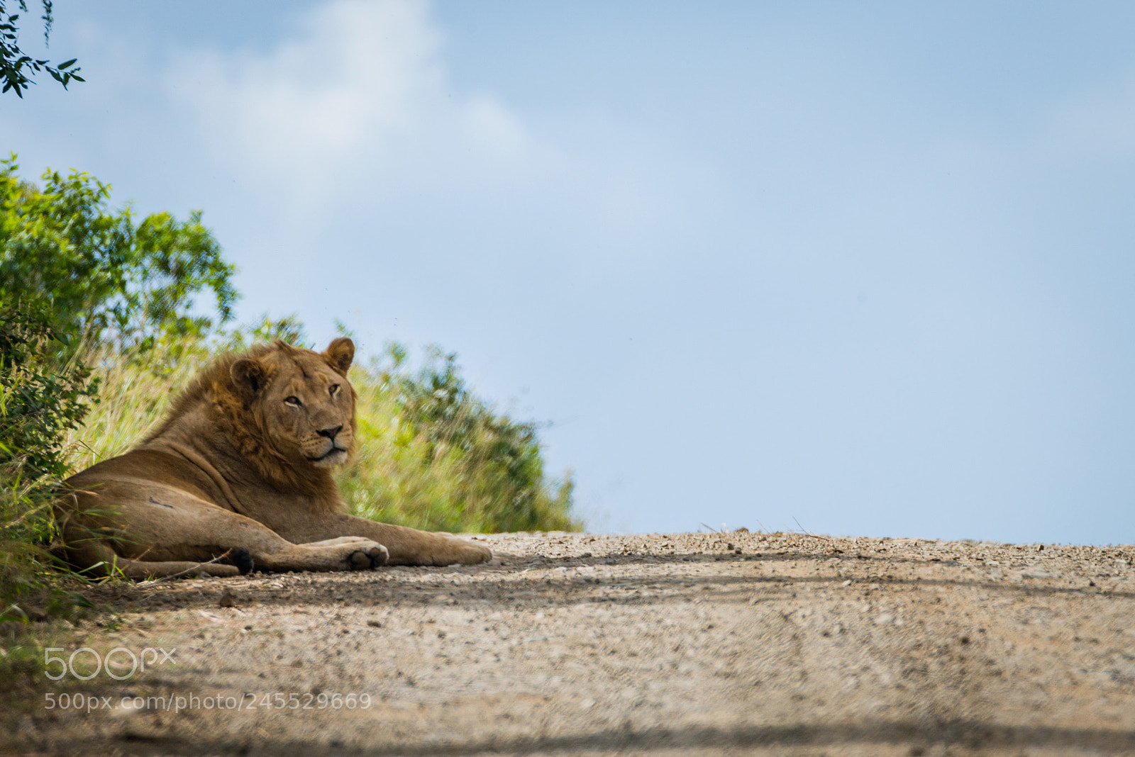 Nikon D800 sample photo. Lion on the road..?? photography