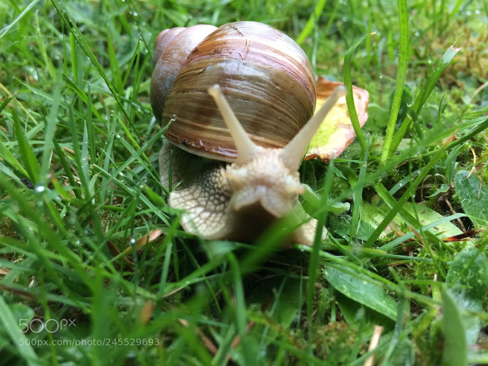 Apple iPhone 5s sample photo. Snail on the move. photography