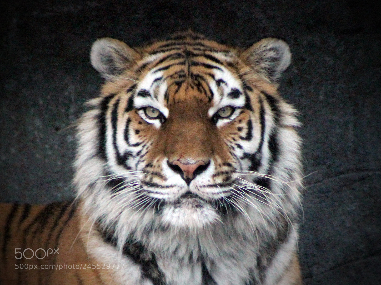 Canon EOS 600D (Rebel EOS T3i / EOS Kiss X5) sample photo. Tiger photography