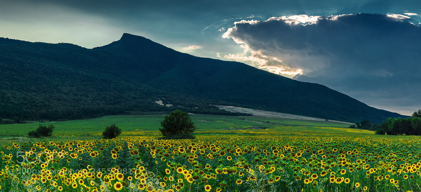 Nikon D3200 sample photo. Sunflowers at sunset photography