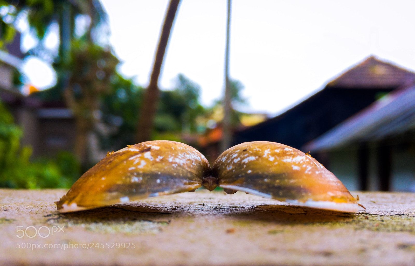 Apple iPhone 6s sample photo. Img photography