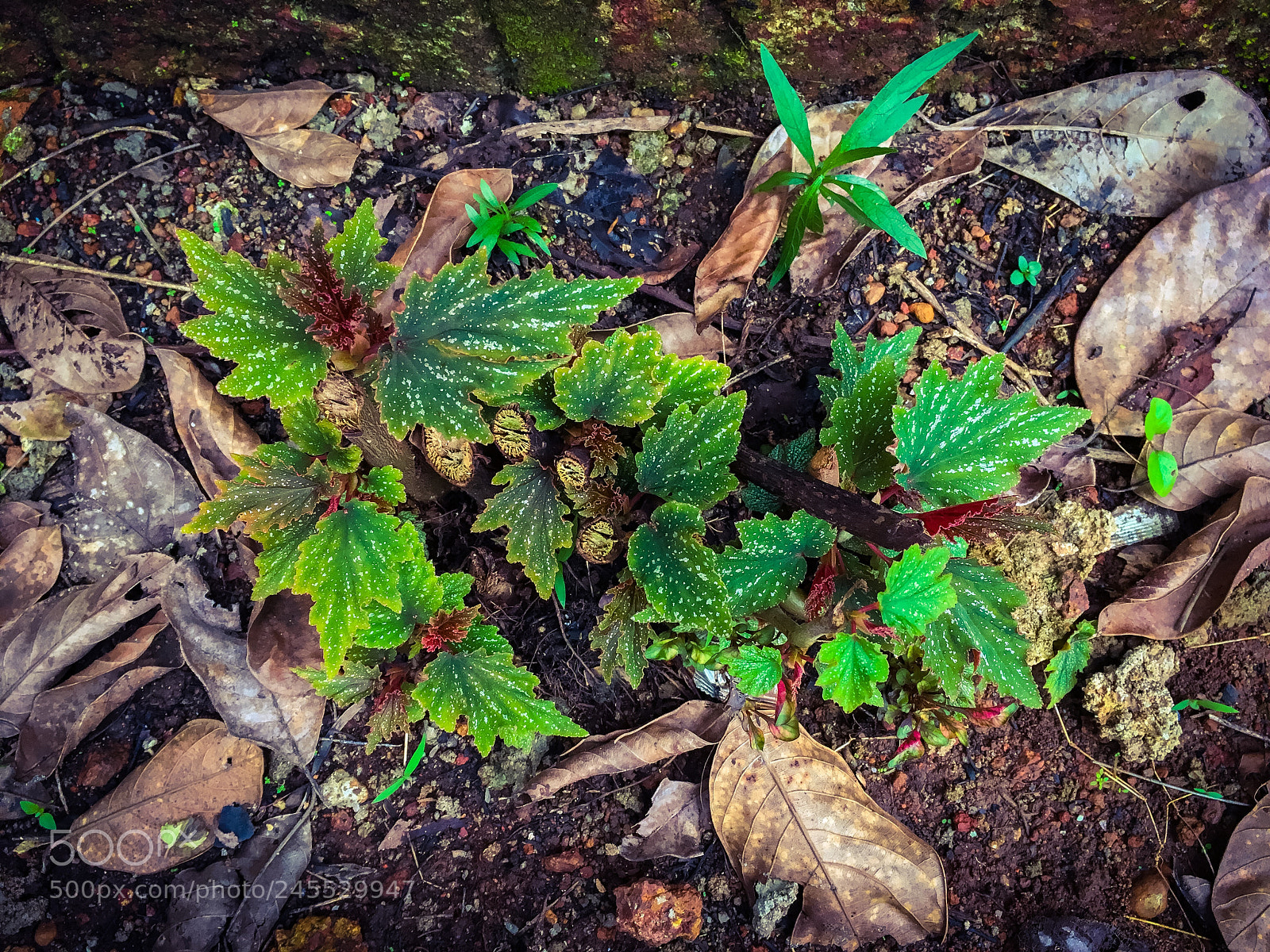 Apple iPhone 6s sample photo. Img photography