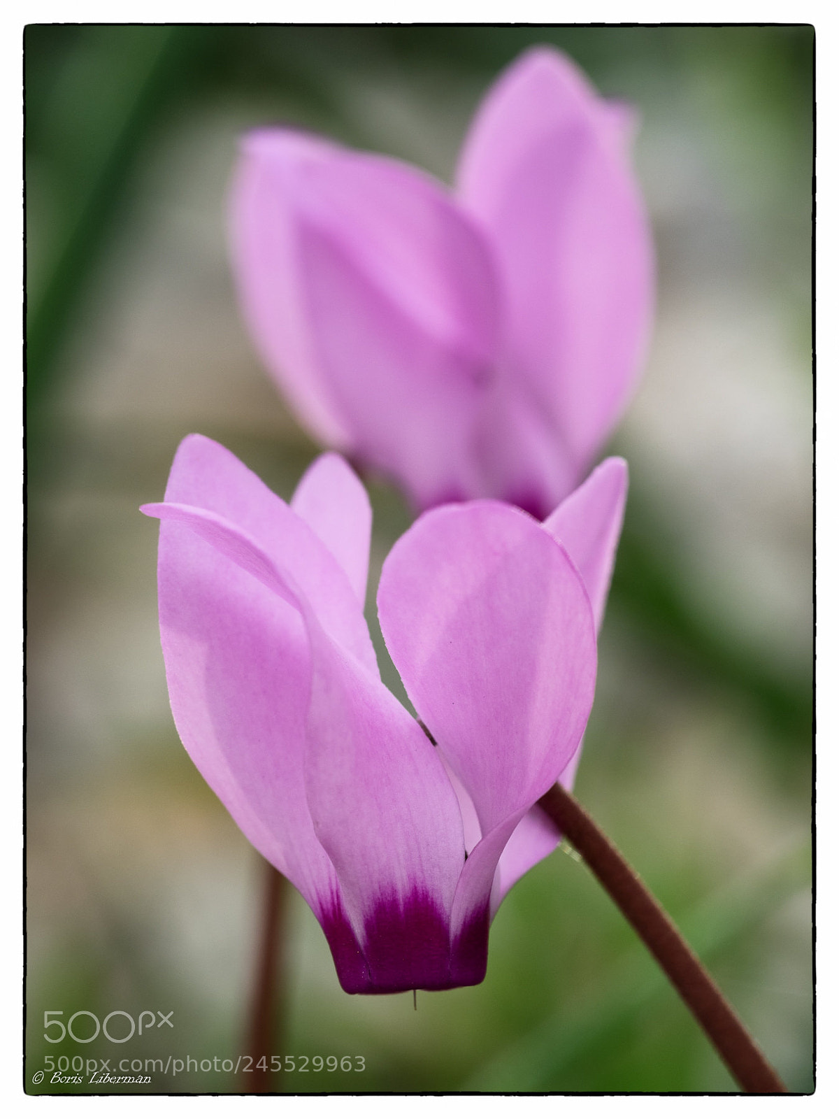 Olympus OM-D E-M1 sample photo. Pink on green photography