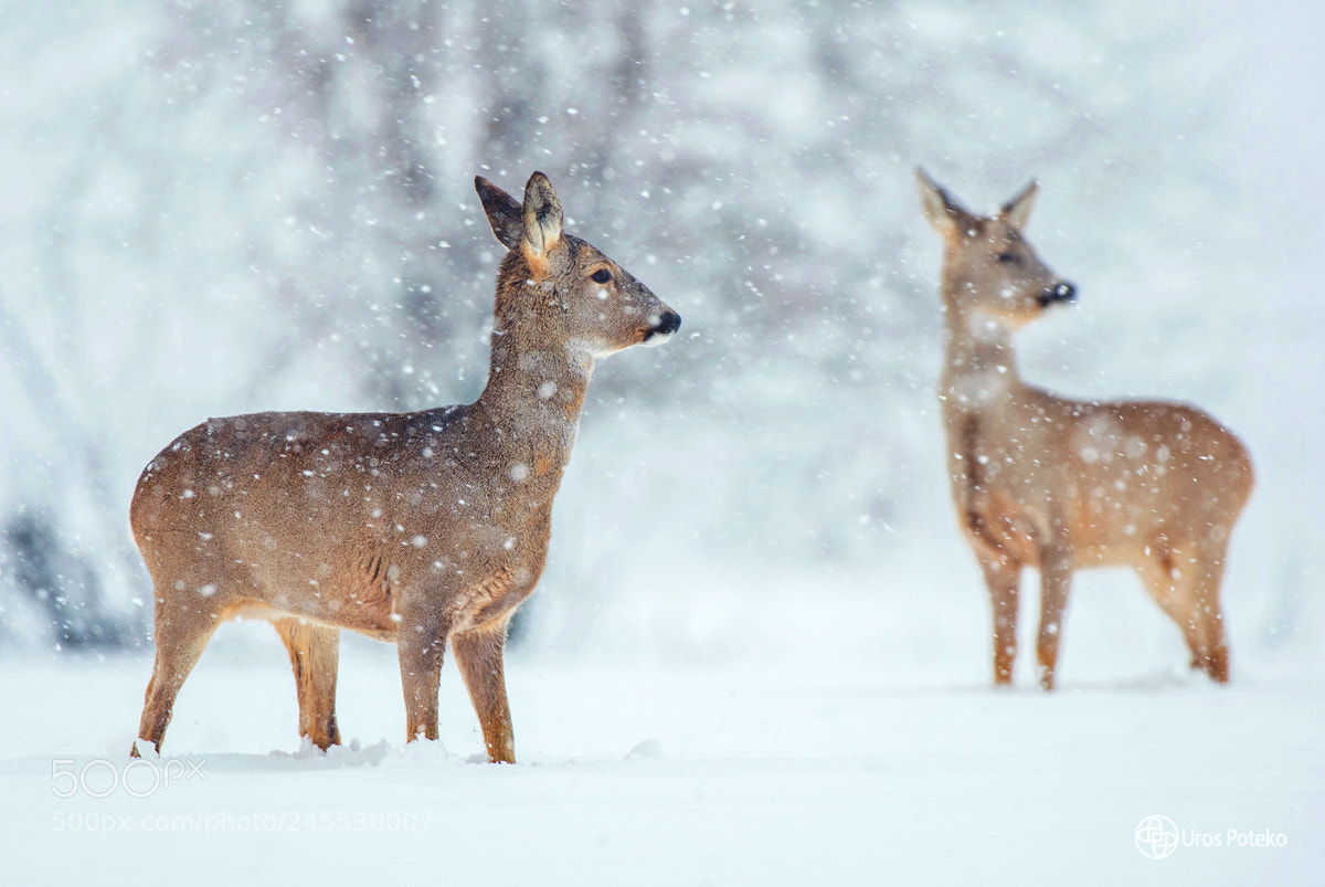 Nikon D500 sample photo. Roe deer photography