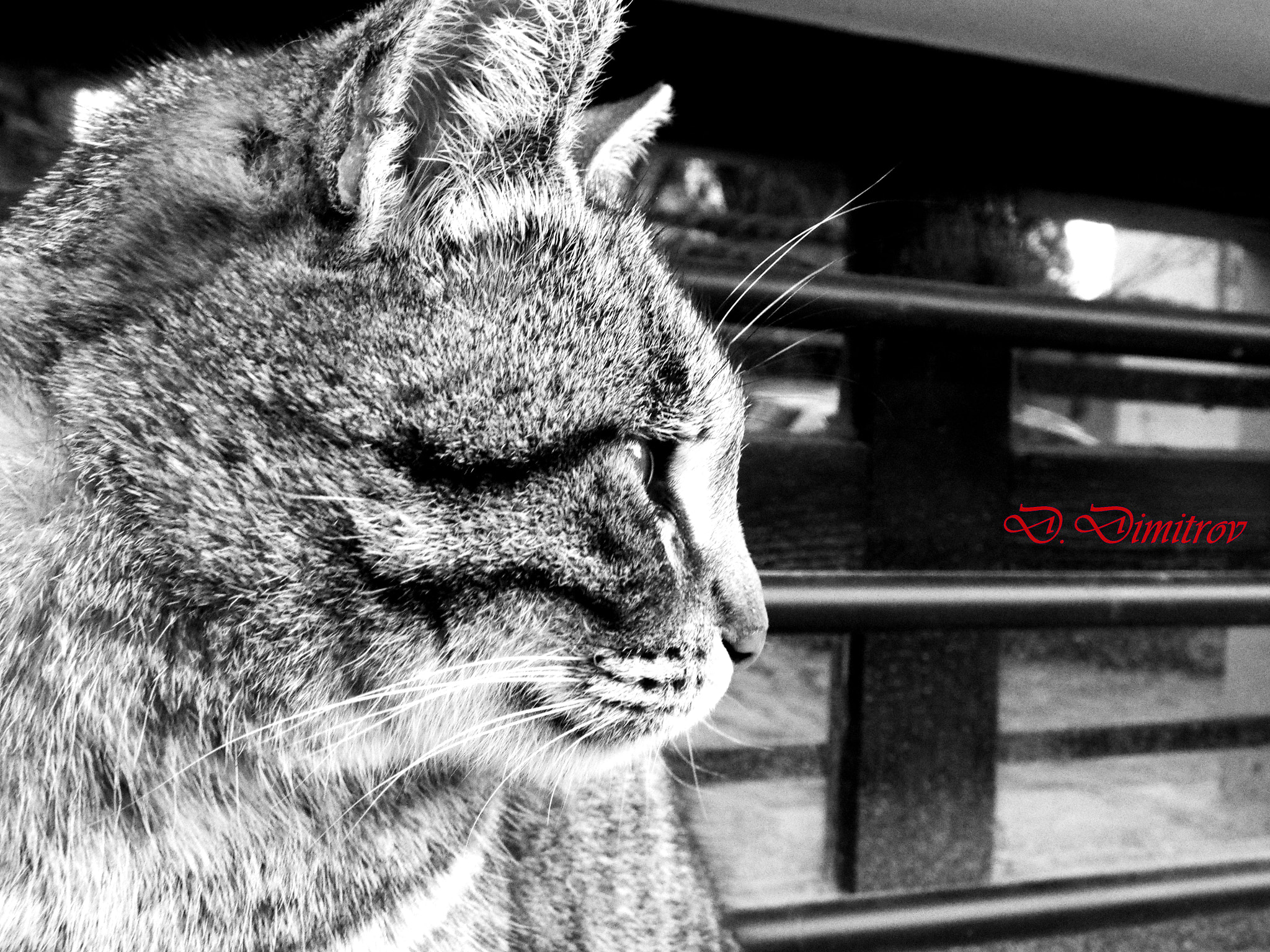 Fujifilm FinePix S8300 sample photo. Street cat photography