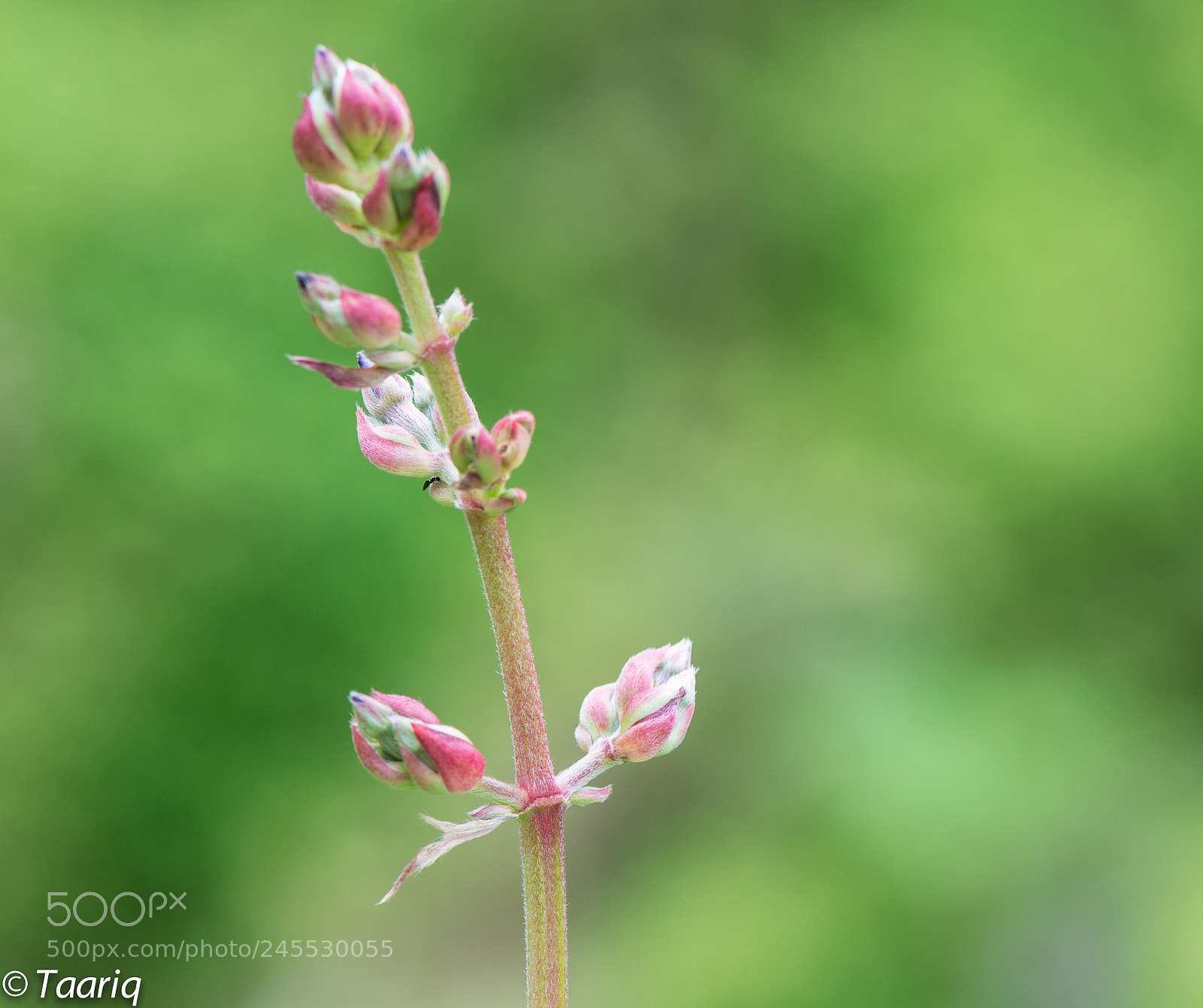 Nikon D610 sample photo. Flower bud photography
