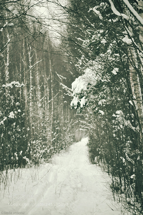 Nikon D5000 sample photo. Path photography
