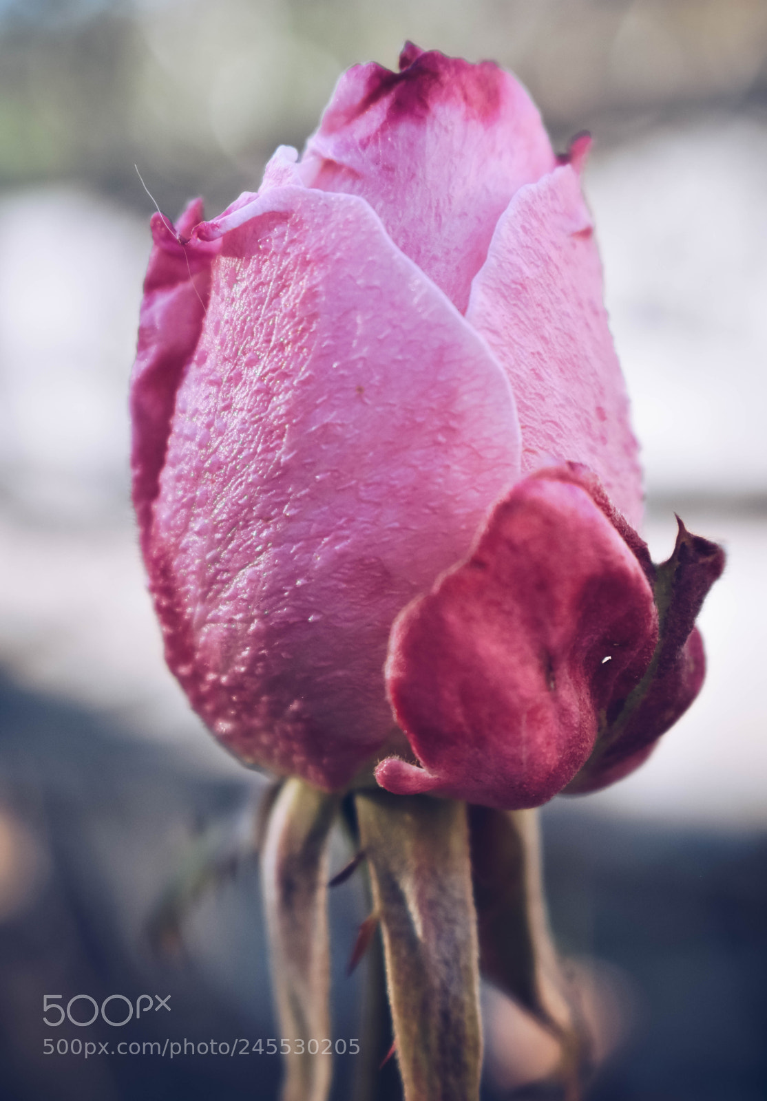 Nikon D3400 sample photo. Vintage rose photography