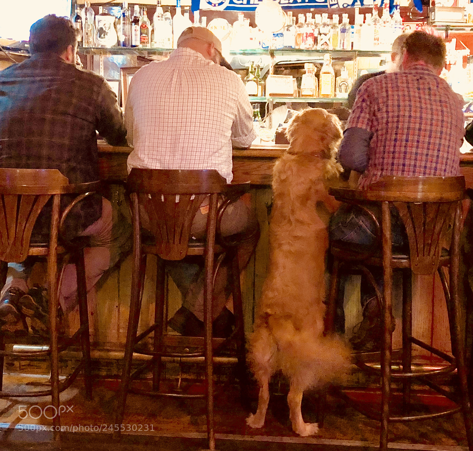 Apple iPhone 8 sample photo. Dog in the bar photography