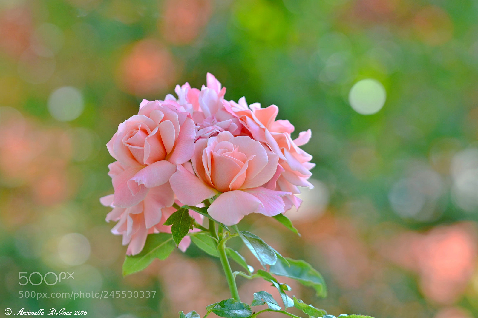 Nikon D3100 sample photo. L'eleganza della rosa photography