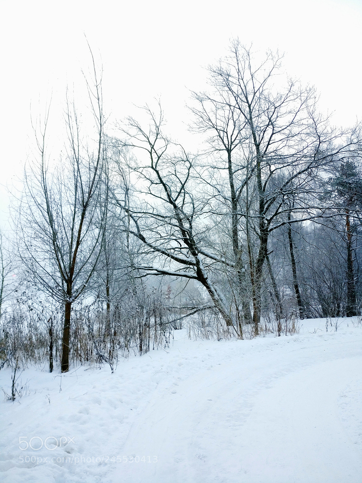 OnePlus A3003 sample photo. Winter landscape with trees photography