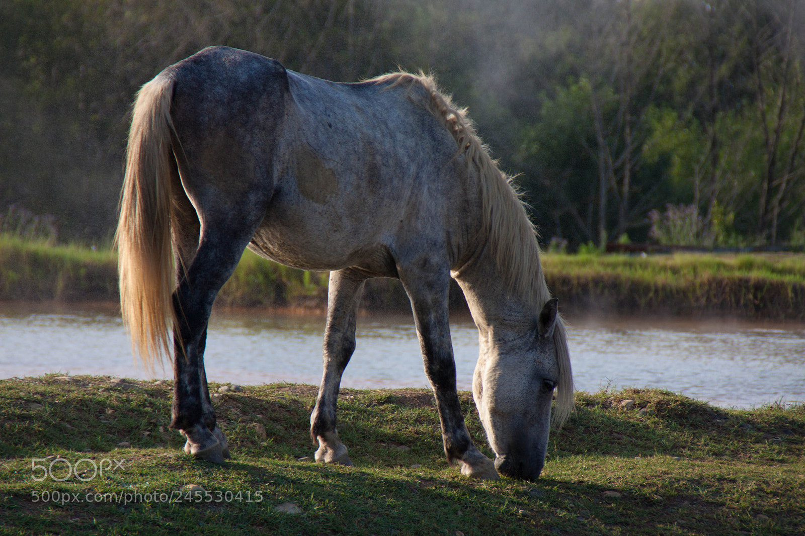 Canon EOS 50D sample photo. Mg photography