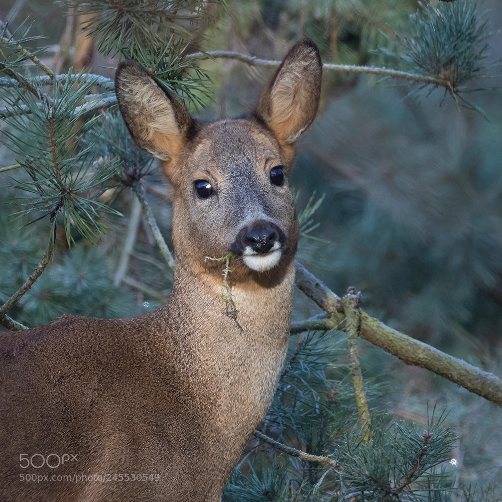 Canon EOS 7D Mark II sample photo. Roedeer photography