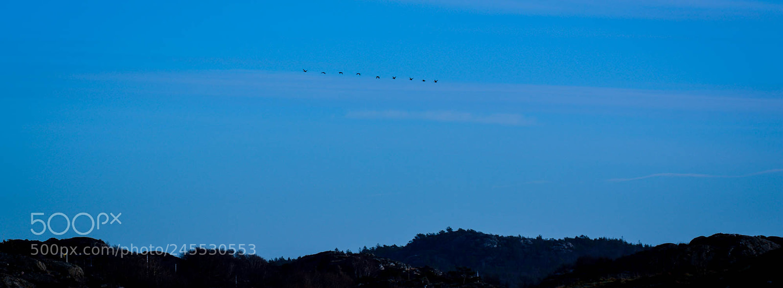 Nikon D5200 sample photo. Flight of birds. photography