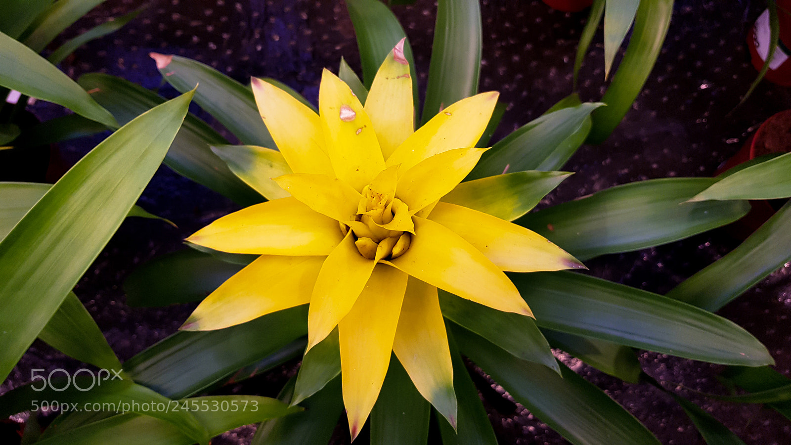 Samsung Galaxy S8 sample photo. A big yellow flower. photography