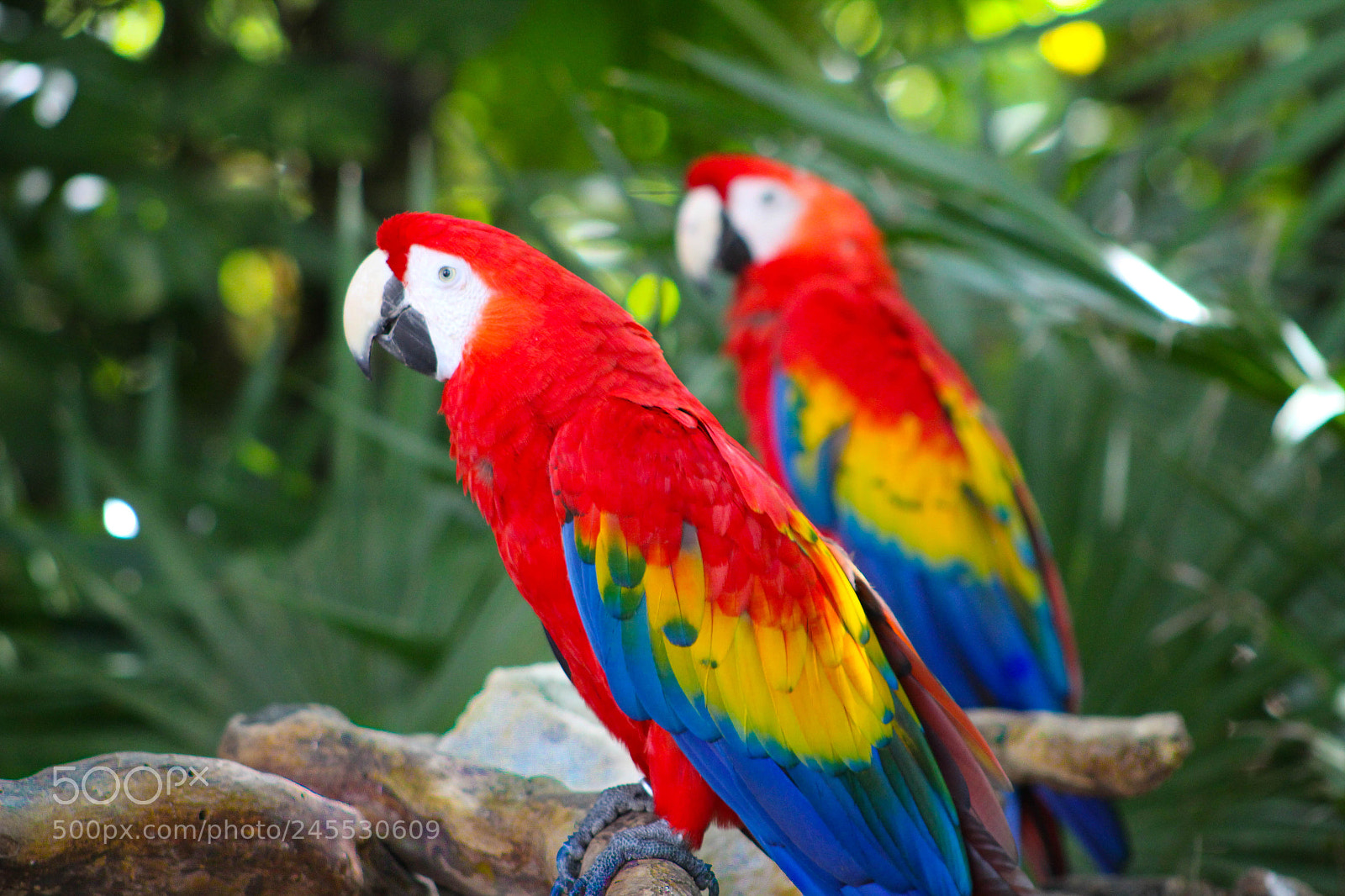 Canon EOS 1300D (EOS Rebel T6 / EOS Kiss X80) sample photo. Macaw photography