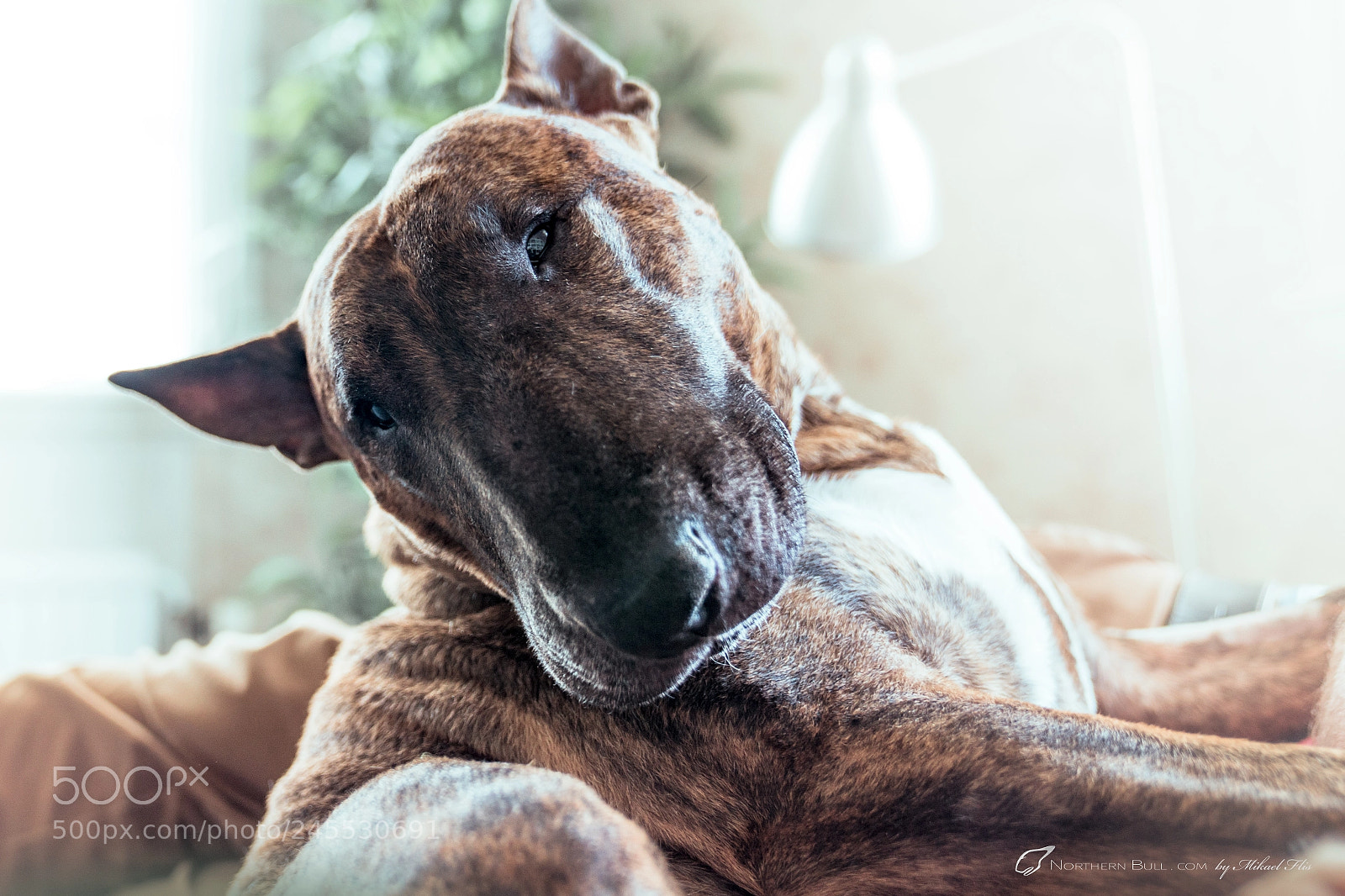 Sony a7R II sample photo. I know i'm cute. photography