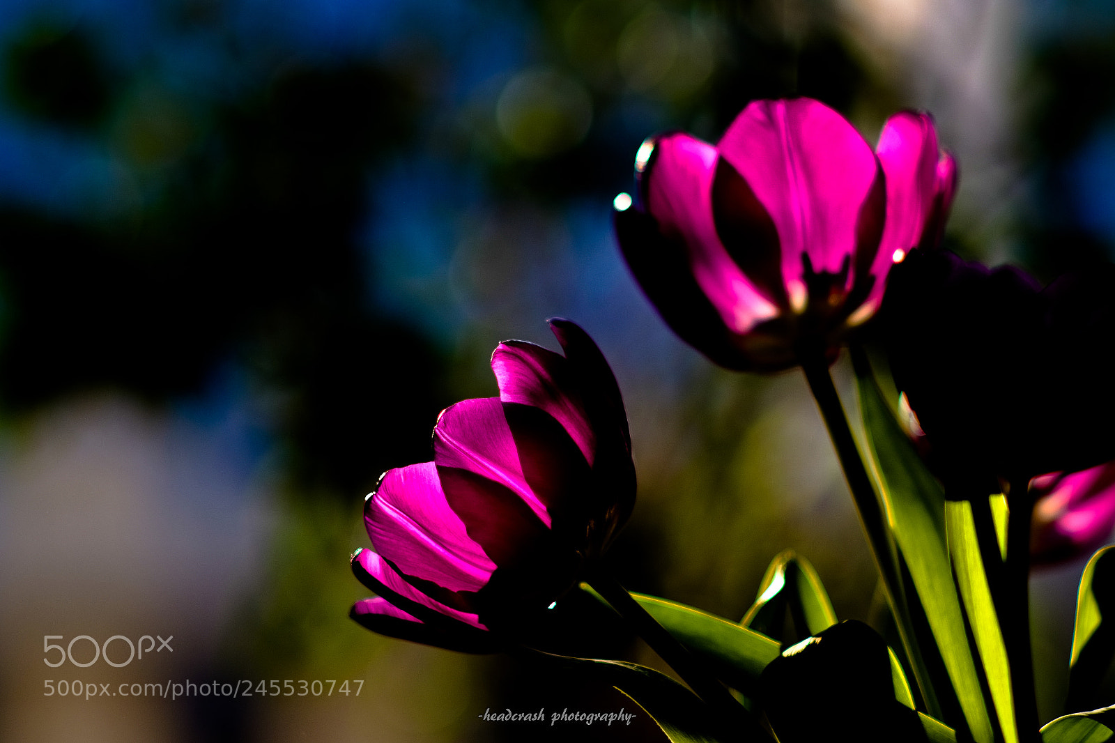 Fujifilm X-E2 sample photo. Pink photography