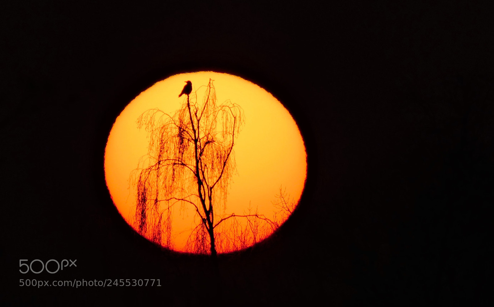 Panasonic Lumix DC-GH5 sample photo. Bird in the sun photography