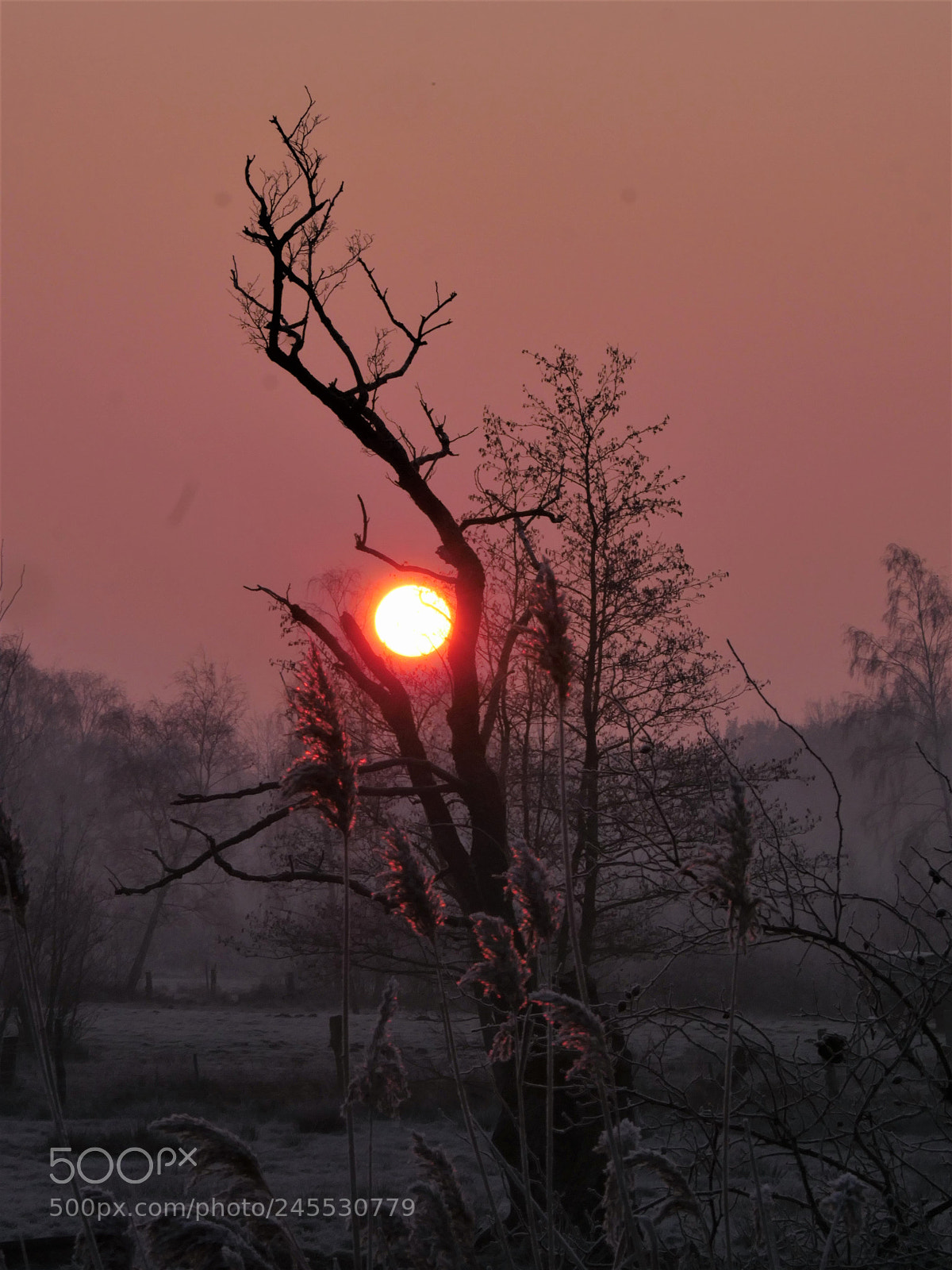 Panasonic Lumix DC-GH5 sample photo. Little tree in sunrise photography