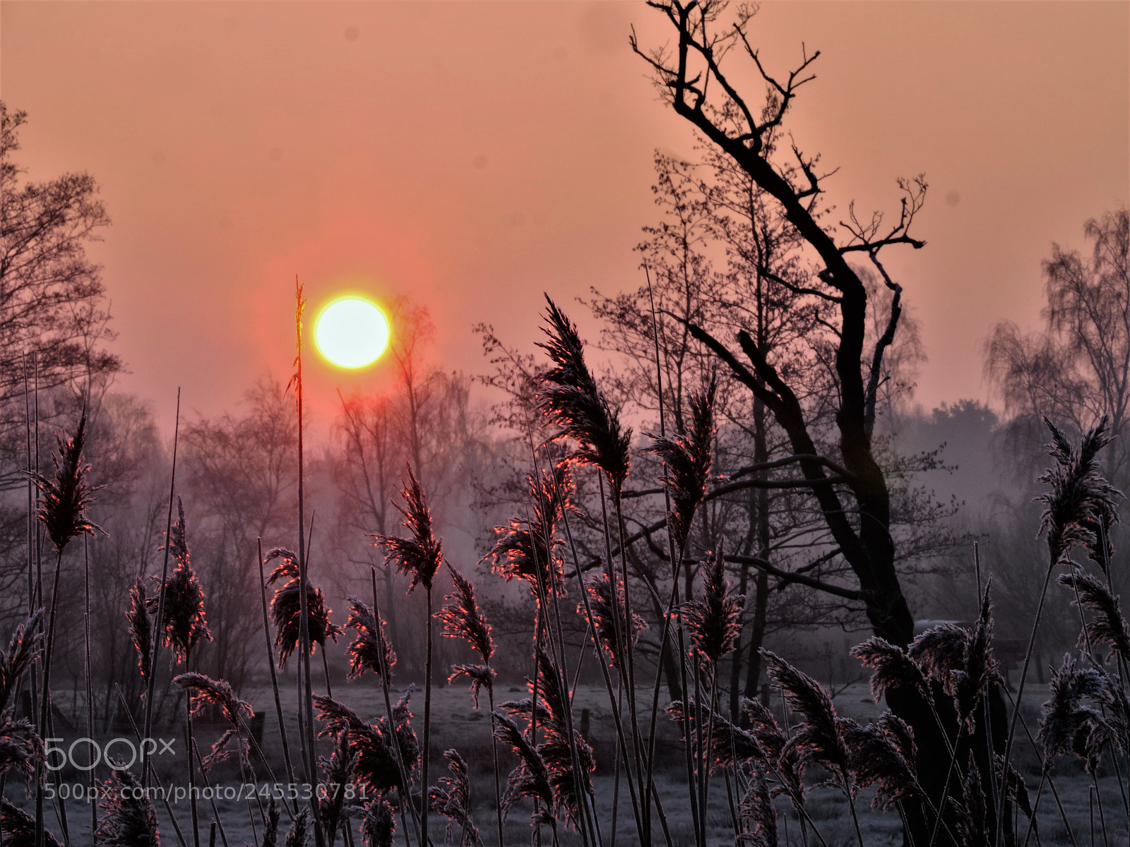 Panasonic Lumix DC-GH5 sample photo. Frozen sunrise photography
