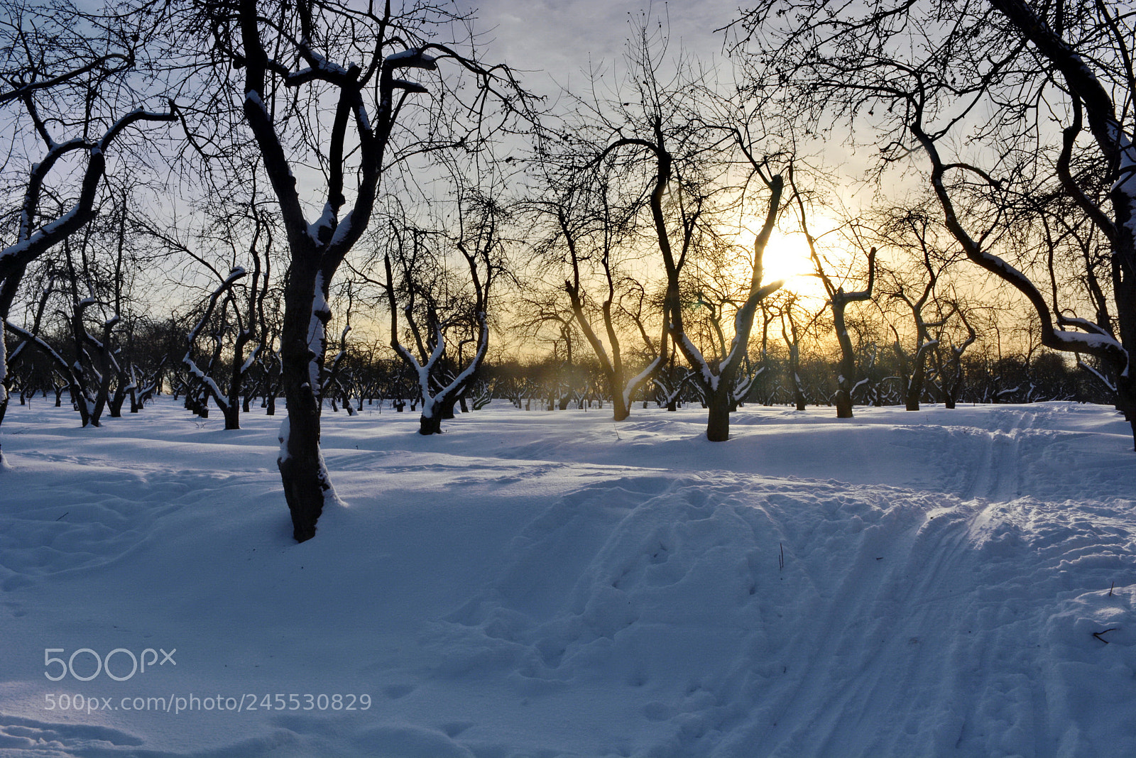 Nikon D5200 sample photo. The royal gardens in photography
