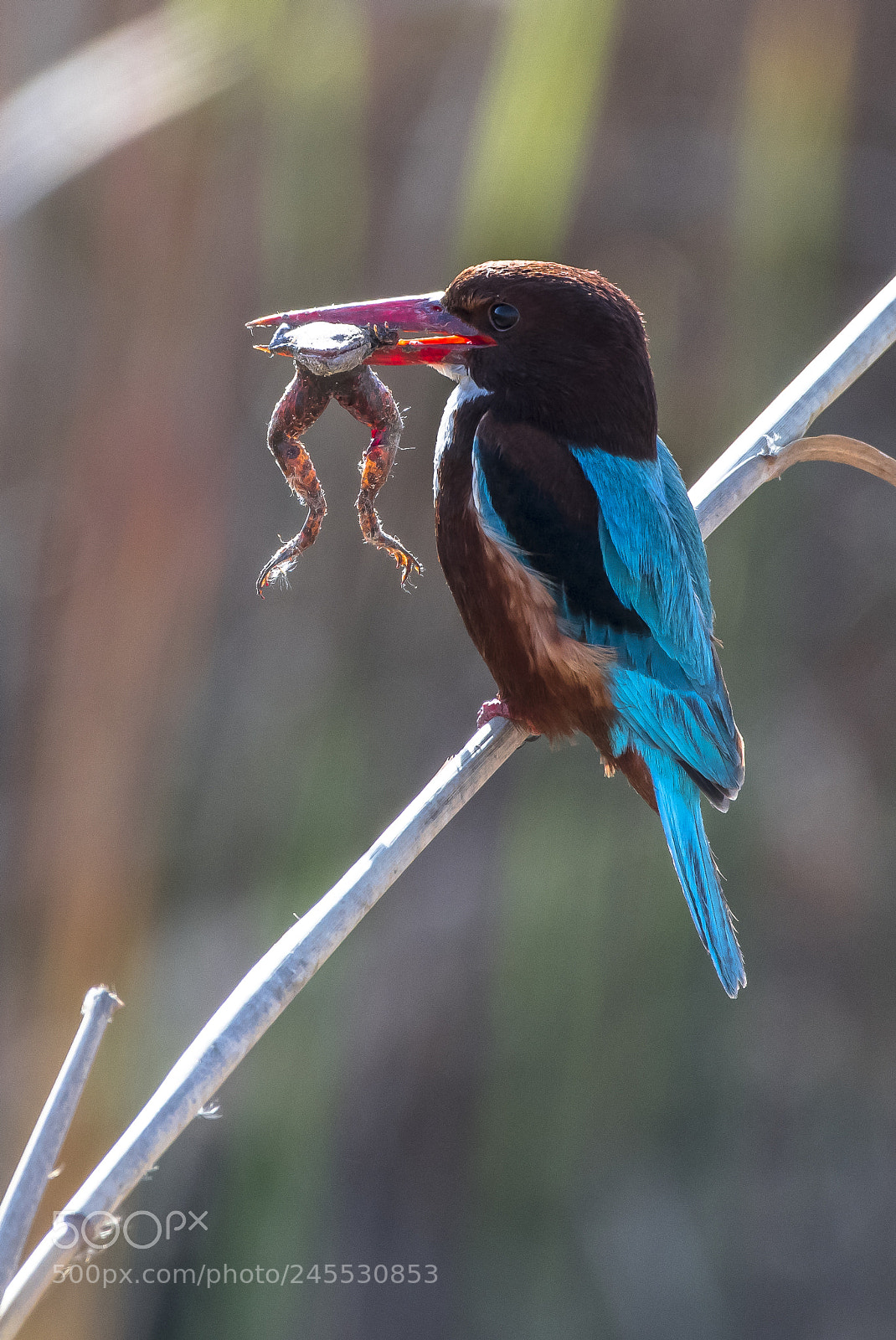Nikon D850 sample photo. White-breasted kingfisher catches its photography