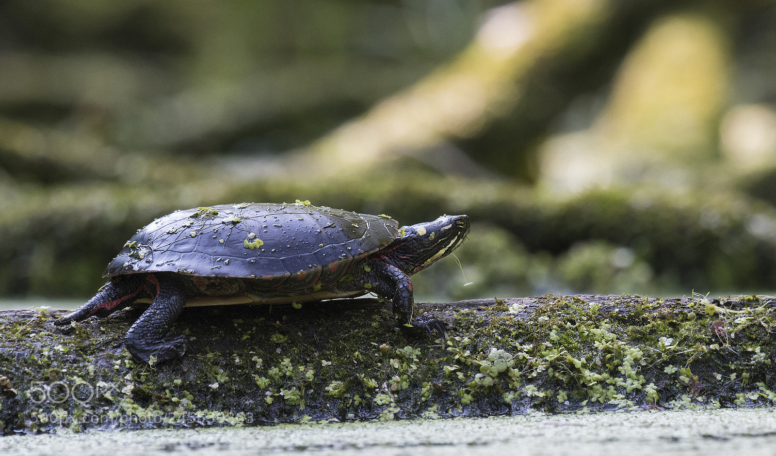 Nikon D500 sample photo. Tortue peinte /  painted turtle photography