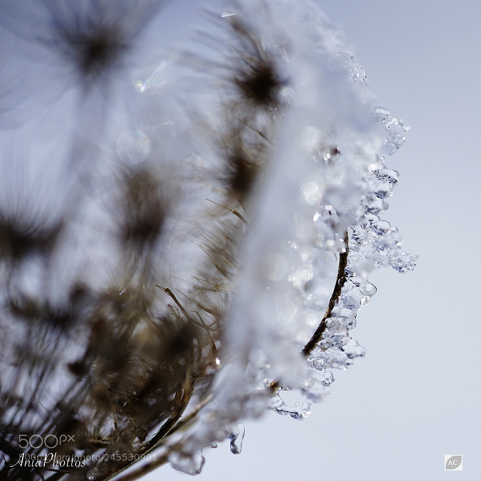 Sony a7 II sample photo. Untitled photography