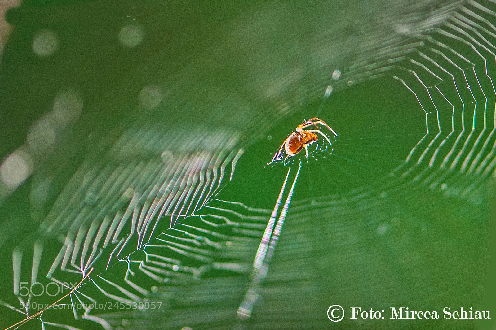 Nikon D90 sample photo. Spidernet photography