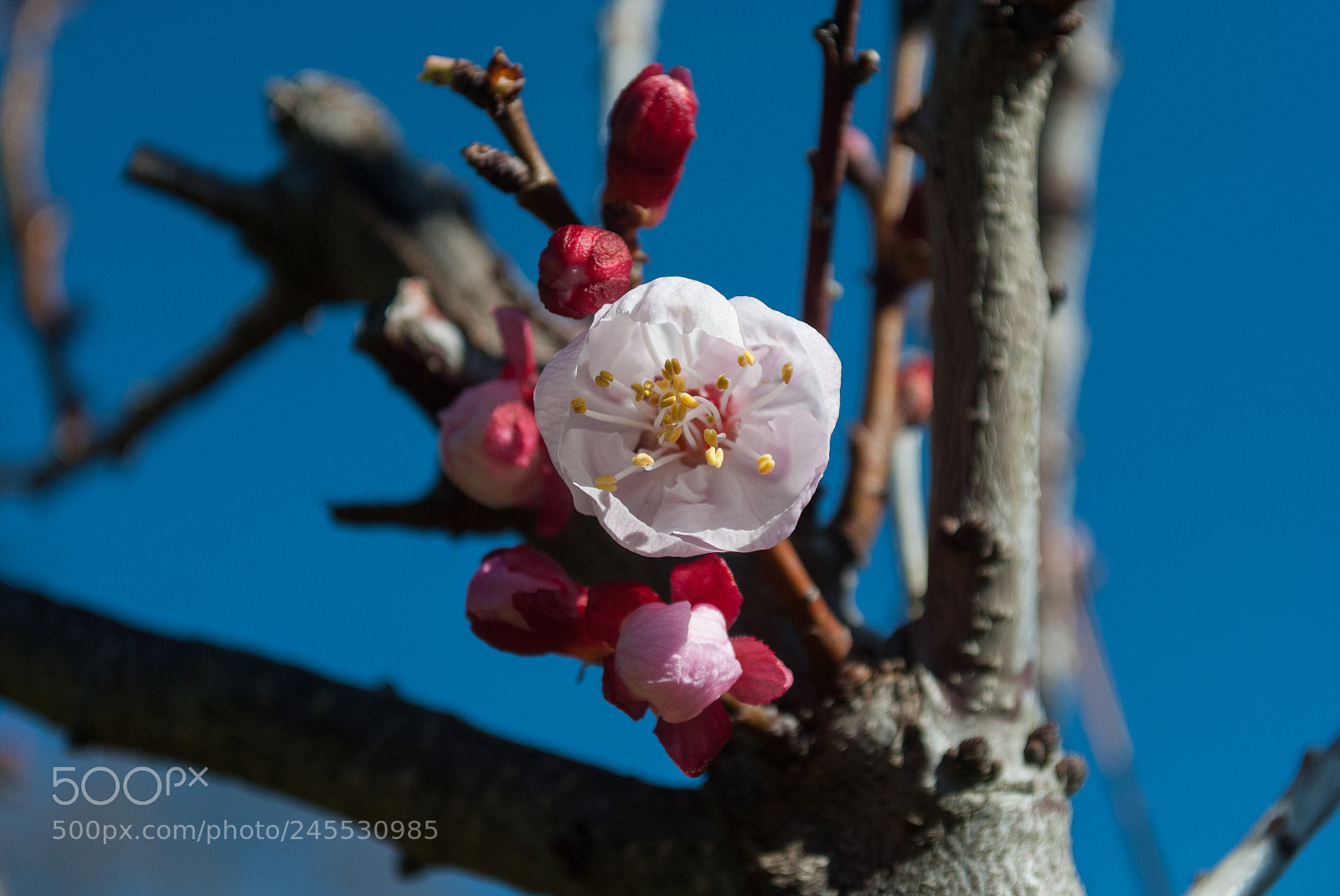 Nikon D3000 sample photo. Apricot flowers photography