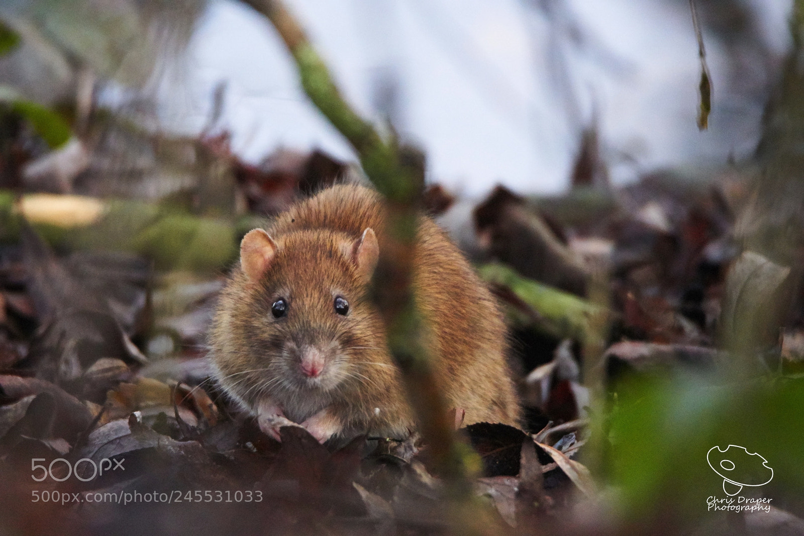 Sony ILCA-77M2 sample photo. Brown rat photography