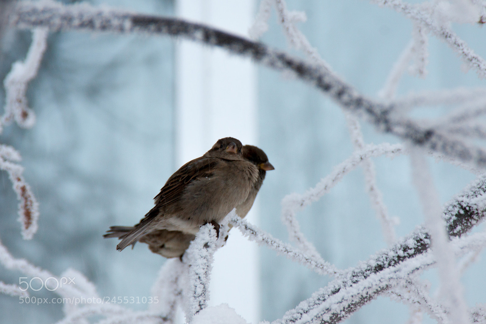 Canon EOS 50D sample photo. Img photography