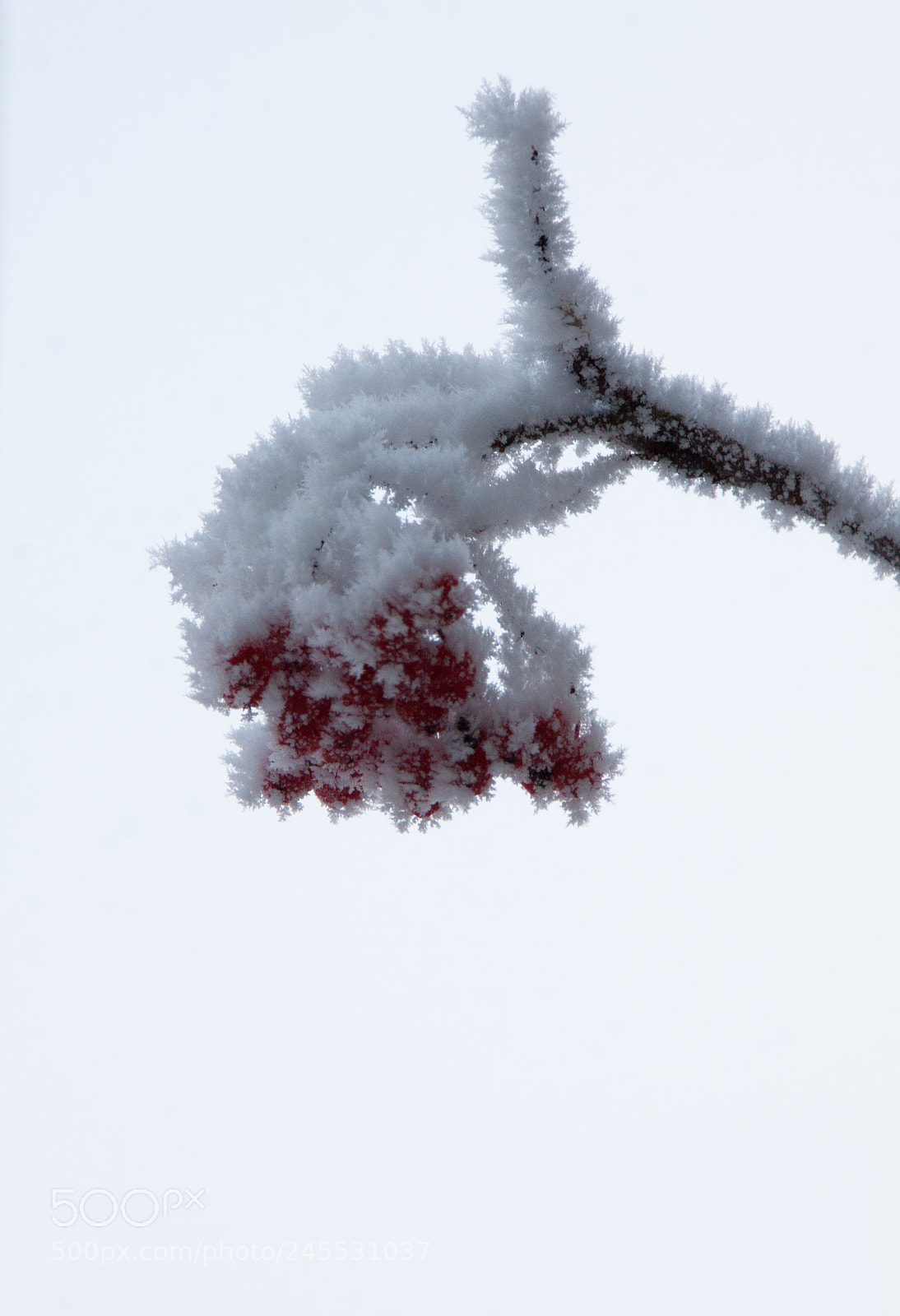 Canon EOS 50D sample photo. Img photography