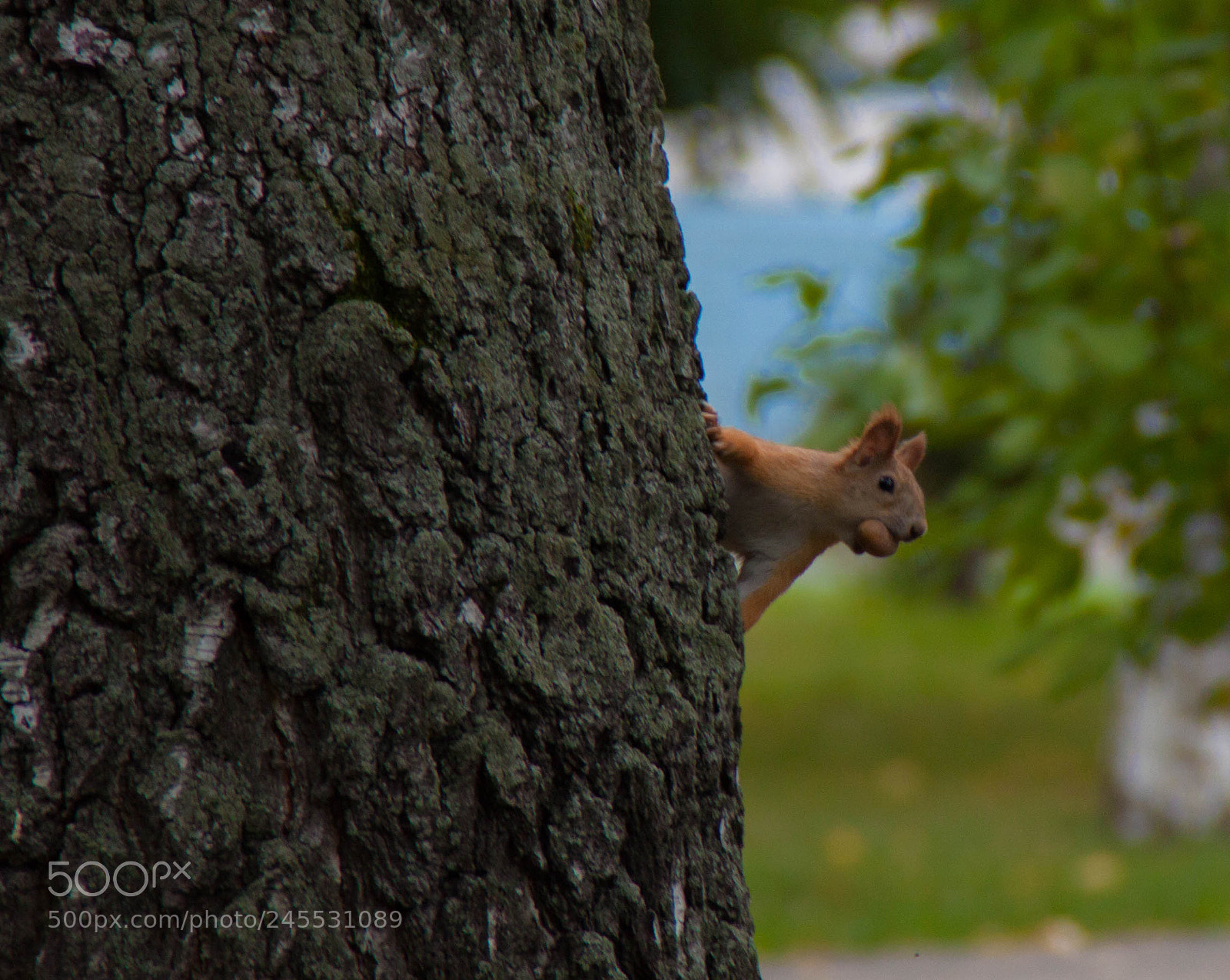 Canon EOS 50D sample photo. Mg photography