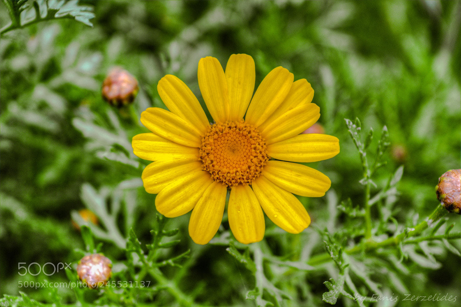 Nikon D5200 sample photo. Yellow daisy photography