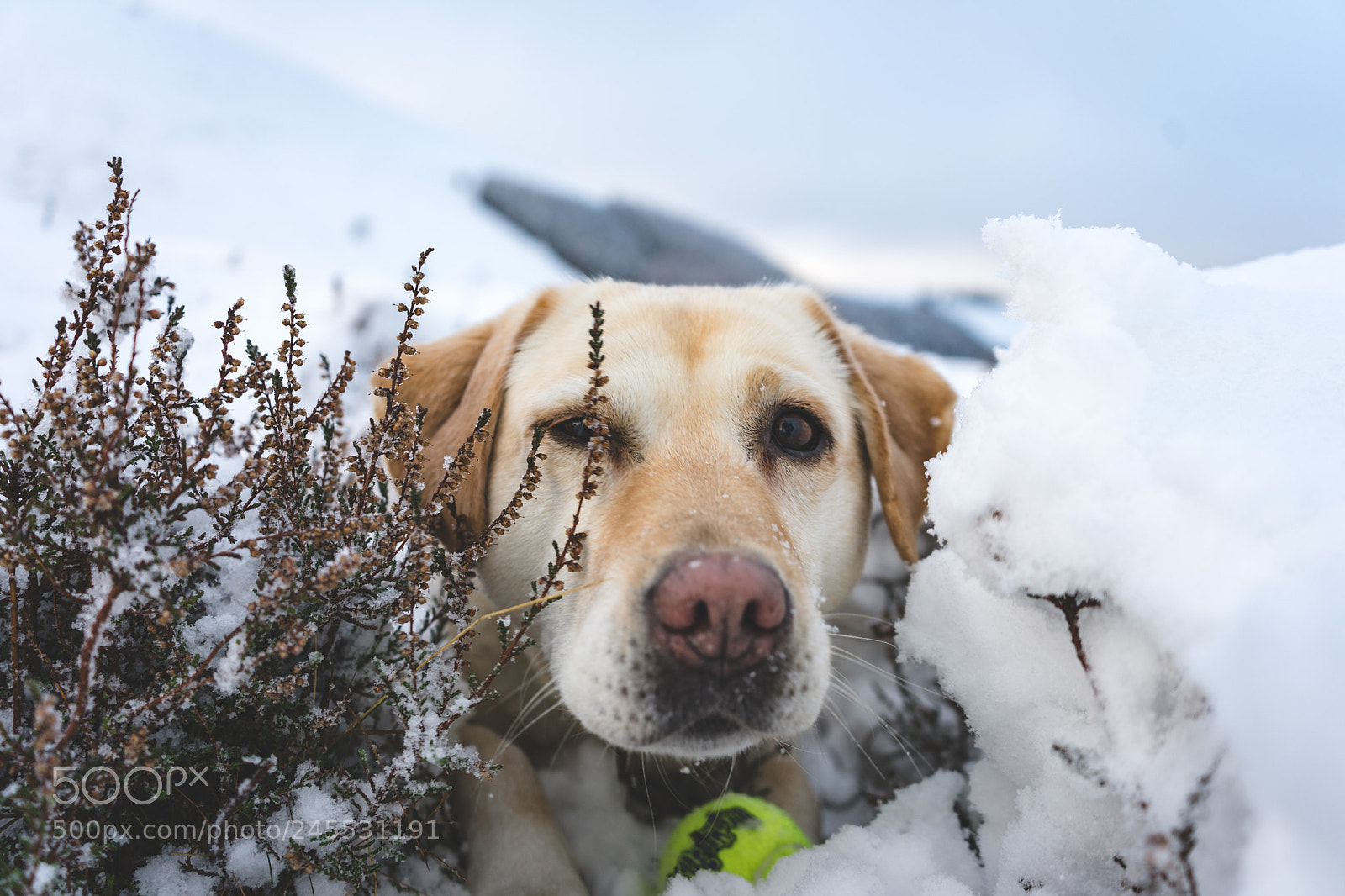Sony a7 II sample photo. Abby in the snow photography