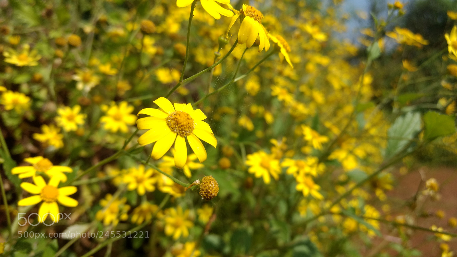 Motorola Moto G (4) sample photo. Blooming flowers - maharashtra photography